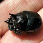 Onthophagus ferox (Western Dung Beetle), Neergabby WA © Donna Inglis