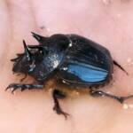 Onthophagus ferox (Western Dung Beetle), Neergabby WA © Donna Inglis