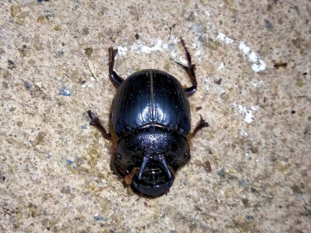 Onthophagus ferox (Western Dung Beetle), Neergabby WA © Donna Juanita