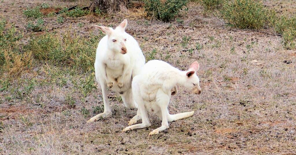 White Western Grey Kangaroo (Macropus fuliginosus)