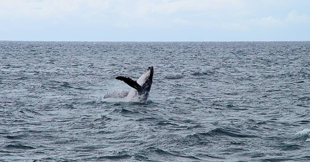 Whale watching, Merimbula NSW