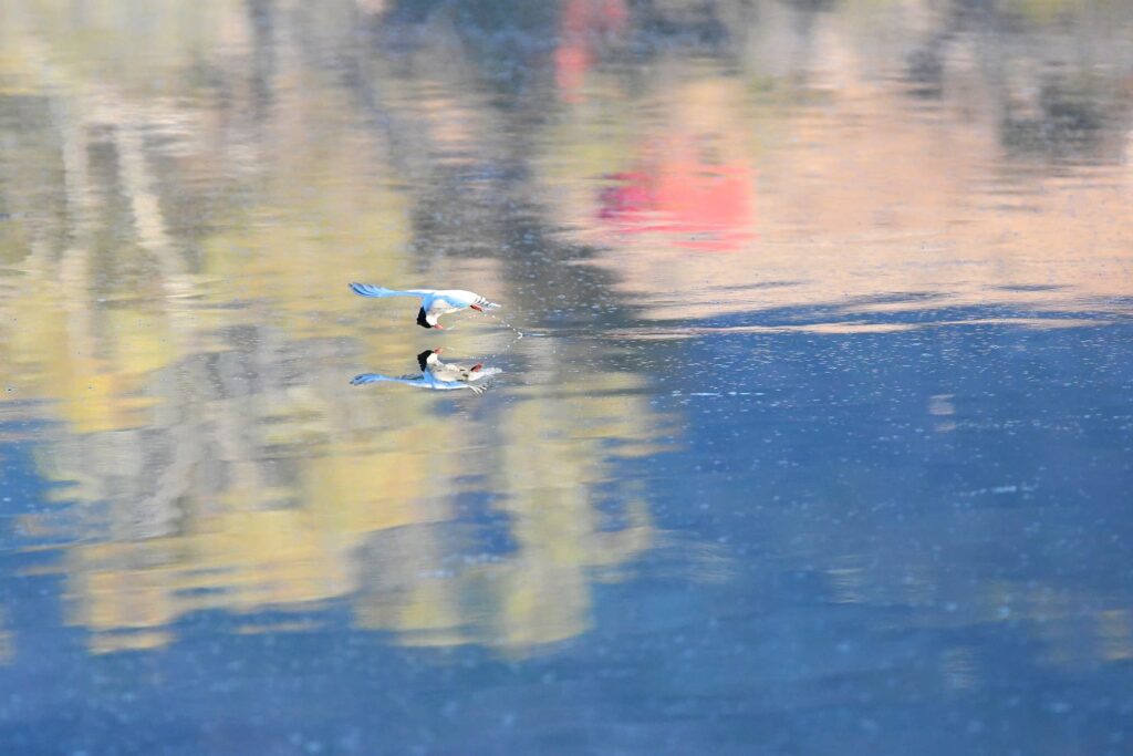 Whiskered Tern feeding, Alice Springs Sewage Ponds NT © Dorothy Latimer