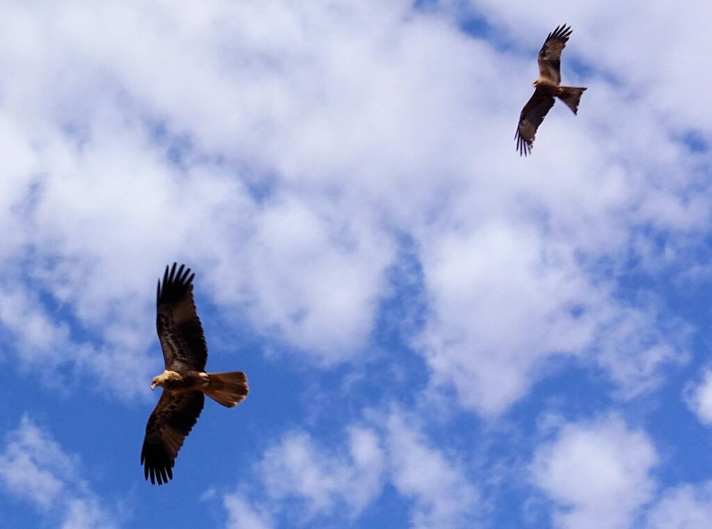 Whistling Kite and Black Kite - Birds of Prey Show, Alice Springs Desert Park