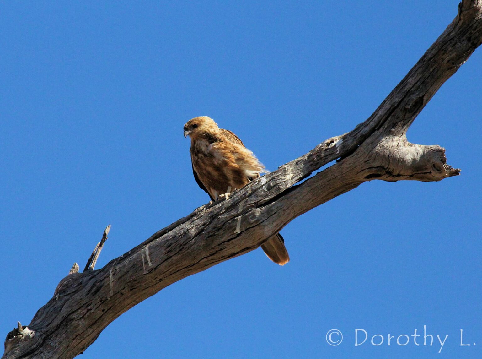 Whistling Kite Ausemade