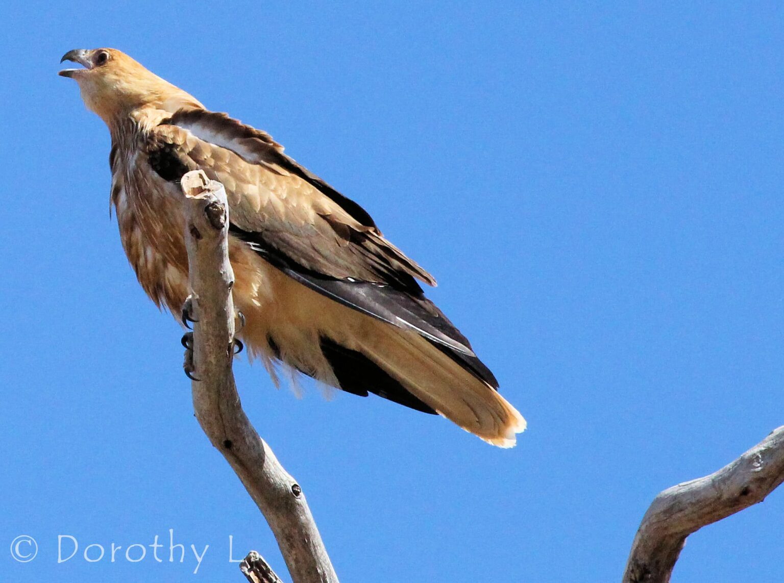 Whistling Kite Ausemade
