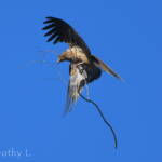 Whistling Kite (Haliastur sphenurus) carrying nesting material