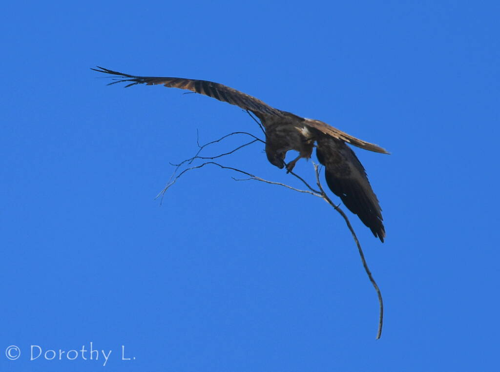 Whistling Kite (Haliastur sphenurus) carrying nesting material