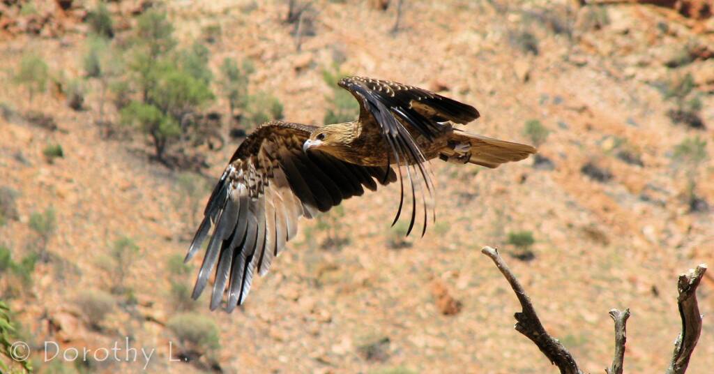 Whistling Kite - Birds of Prey Show, Alice Springs Desert Park