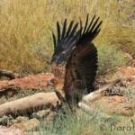 Whistling Kite - Birds of Prey Show, Alice Springs Desert Park