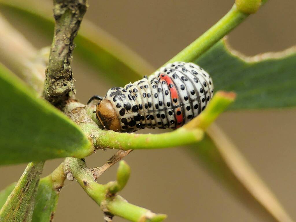 White Acacia Leaf Beetle larva (Dicranosterna circe), Gold Coast QLD © Stefan Jones