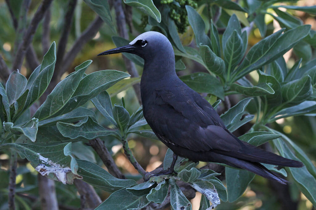 White-capped Noddy, also known as the Black Noddy (Anous minutus), Lady Elliot Island © Marc Newman