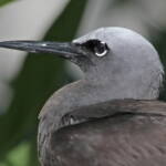 White-capped Noddy, also known as the Black Noddy (Anous minutus), Lady Elliot Island © Marc Newman