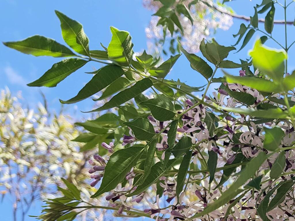 White Cedar (Melia azedarach), Alice Springs NT