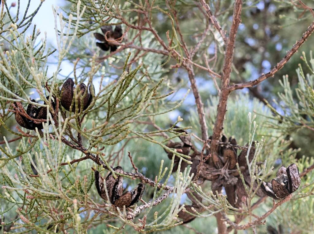 White Cypress Pine (Callitris columellaris), Palm Valley, Finke Gorge National Park
