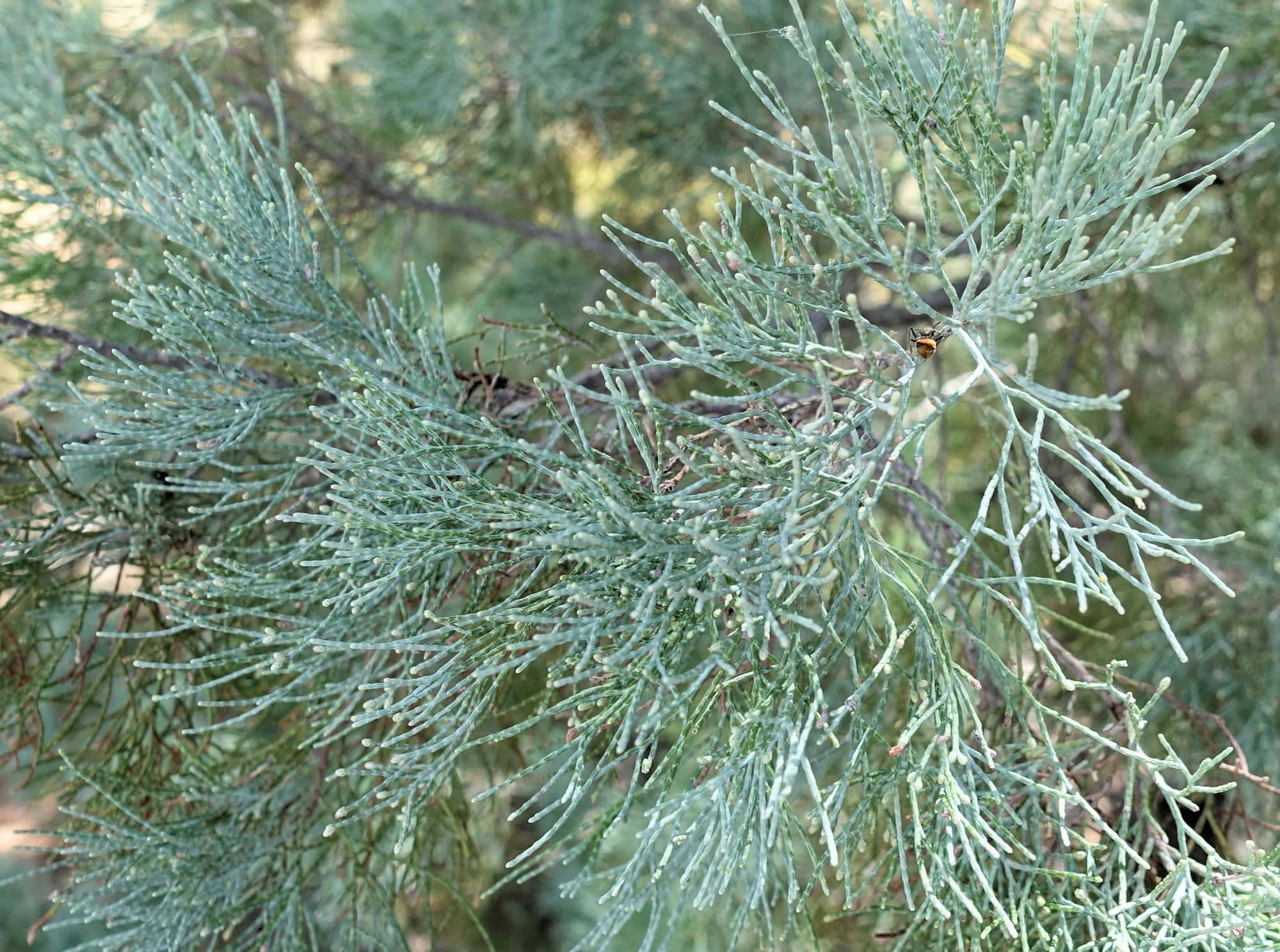 White Cypress Pine Ausemade