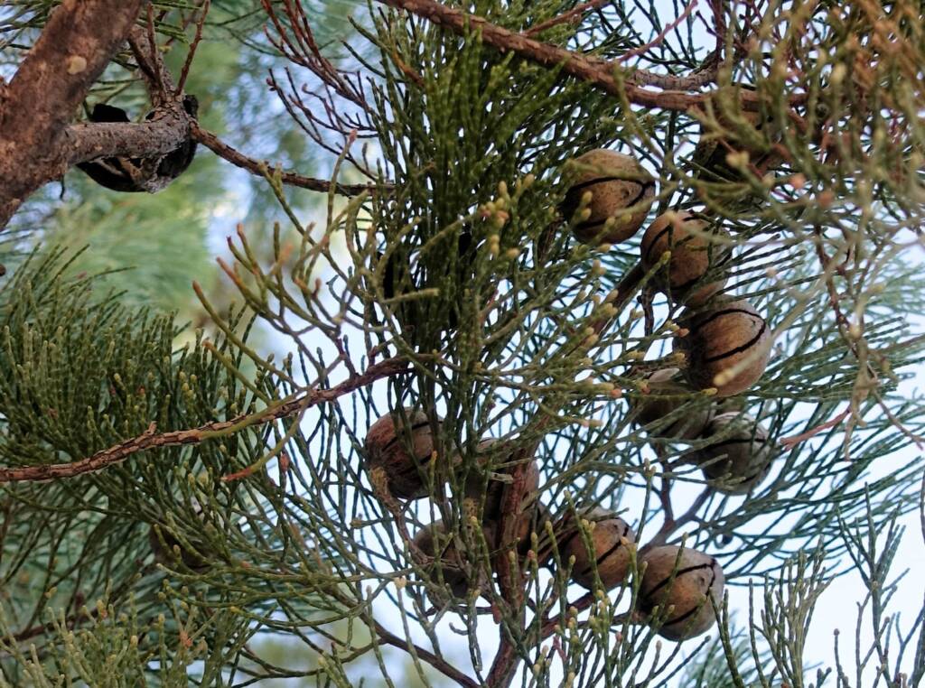 White Cypress Pine (Callitris columellaris), Palm Valley, Finke Gorge National Park