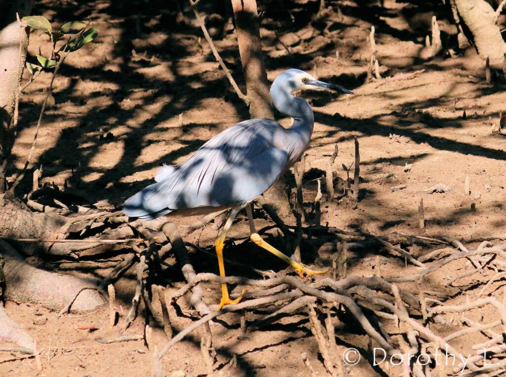 White-faced Heron (Egretta novaehollandiae)