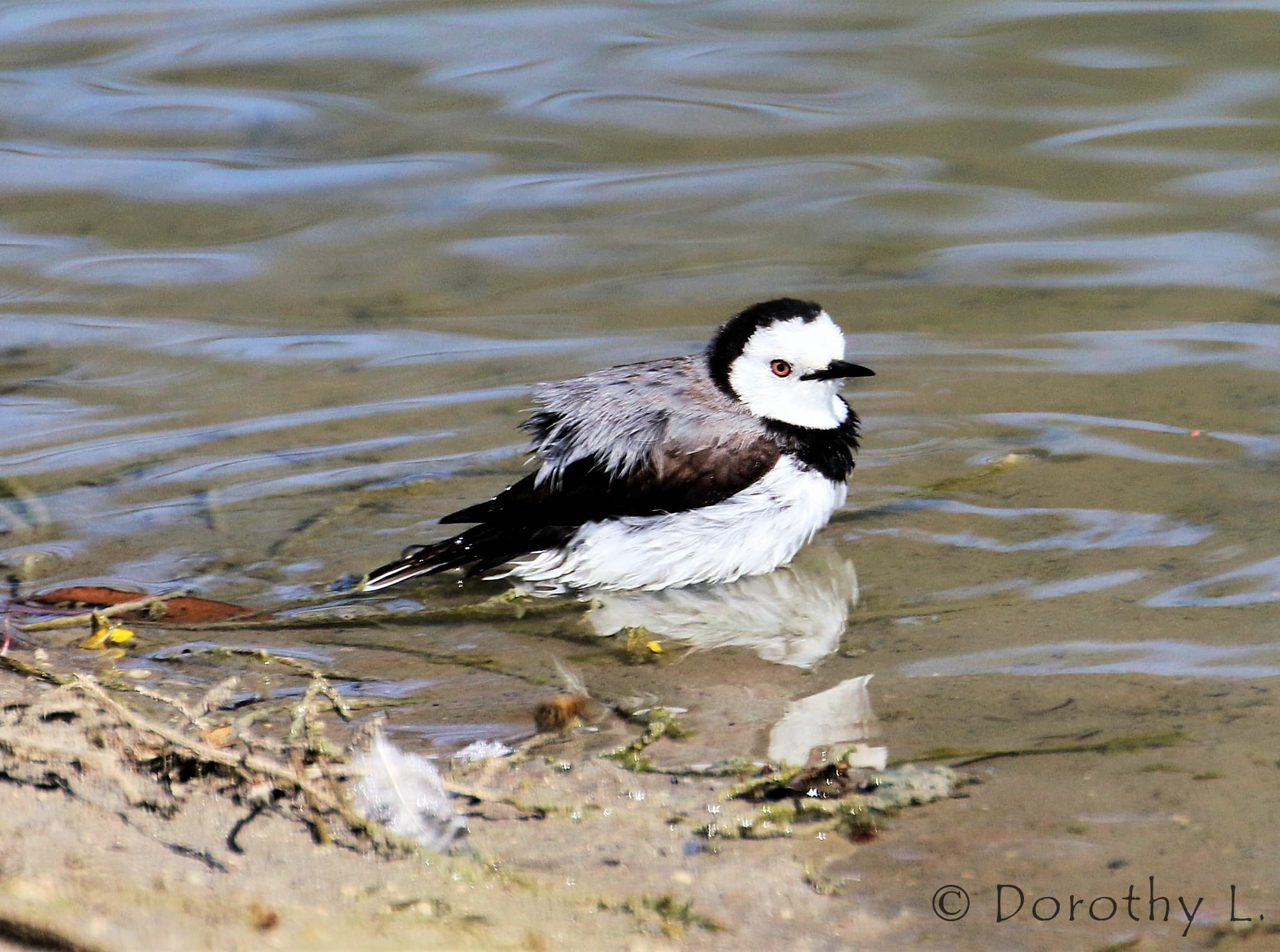 White-fronted Chat (Epthianura albifrons)