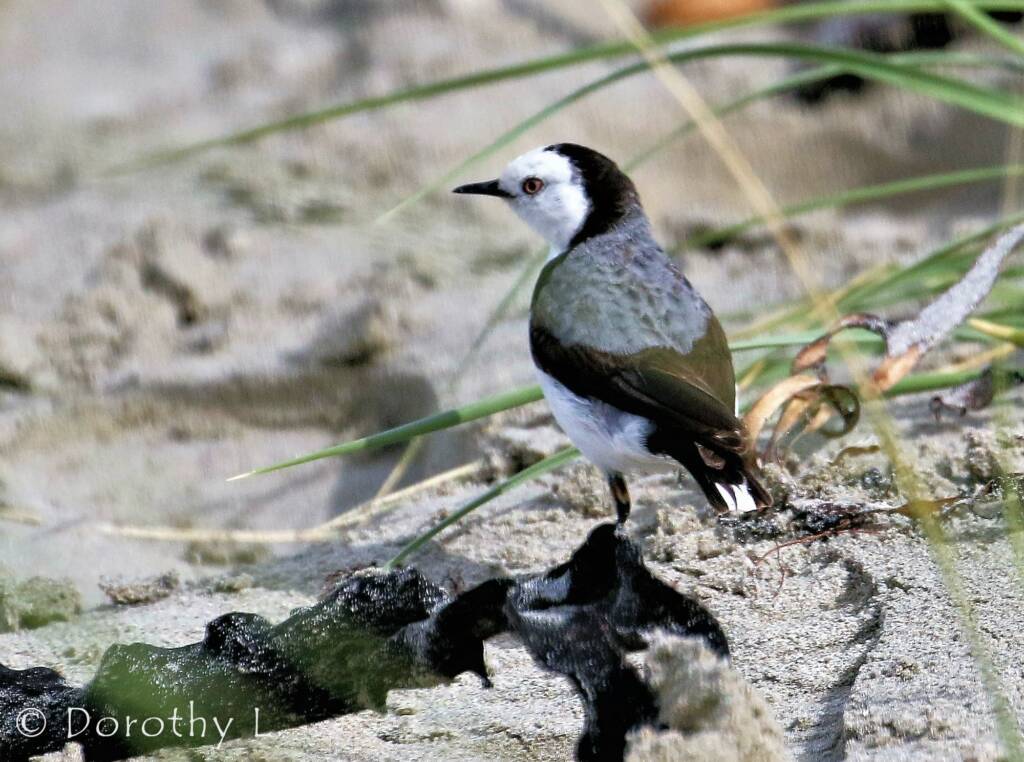 White-fronted Chat (Epthianura albifrons)