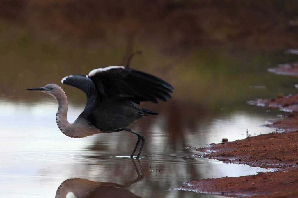White-necked Heron (Ardea pacifica) at sunrise, Kunoth Bore NT © Dorothy Latimer