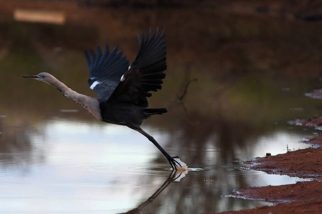 White-necked Heron (Ardea pacifica) at sunrise, Kunoth Bore NT © Dorothy Latimer