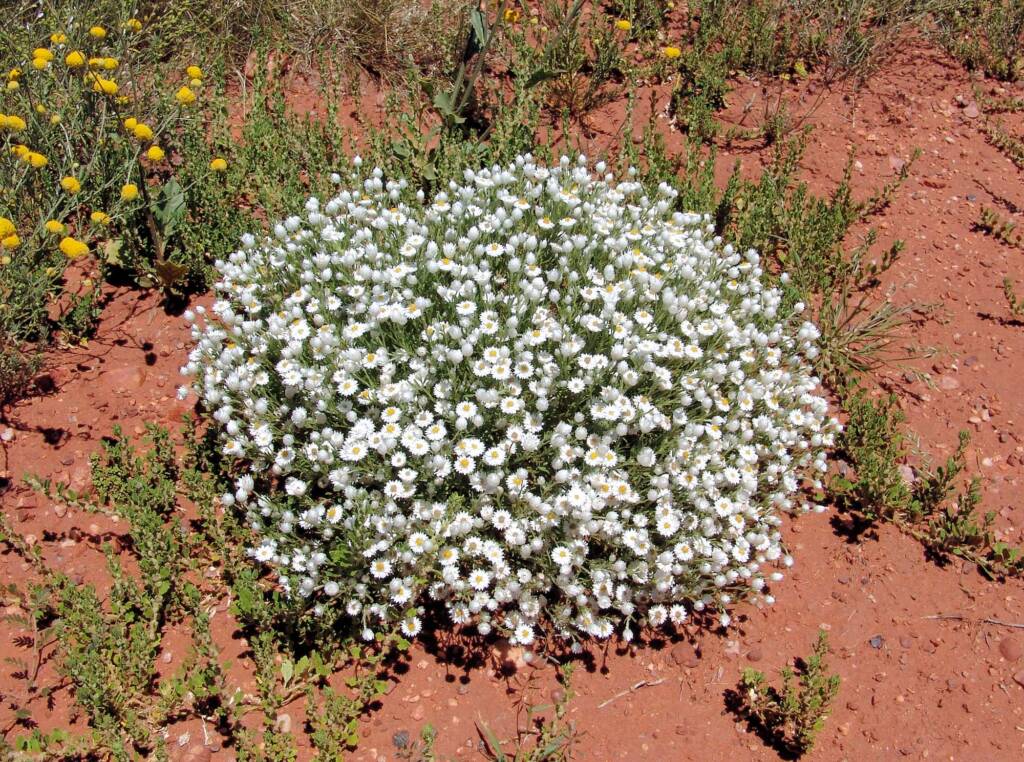 White Paper Daisy (Rhodanthe floribunda), Owen Springs Reserve, NT