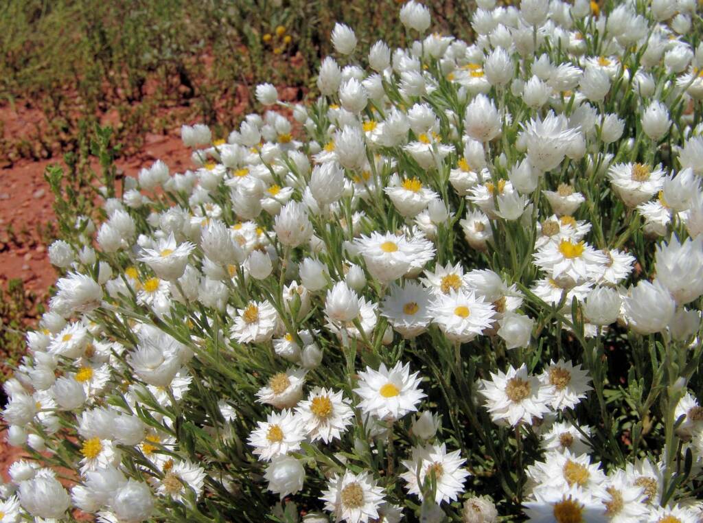 White Paper Daisy (Rhodanthe floribunda), Owen Springs Reserve, NT
