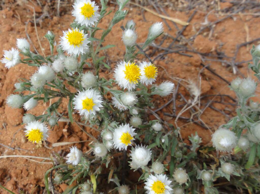 White Paper Daisy (Rhodanthe floribunda), Binns Track, NT