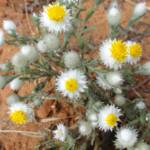 White Paper Daisy (Rhodanthe floribunda), Binns Track, NT