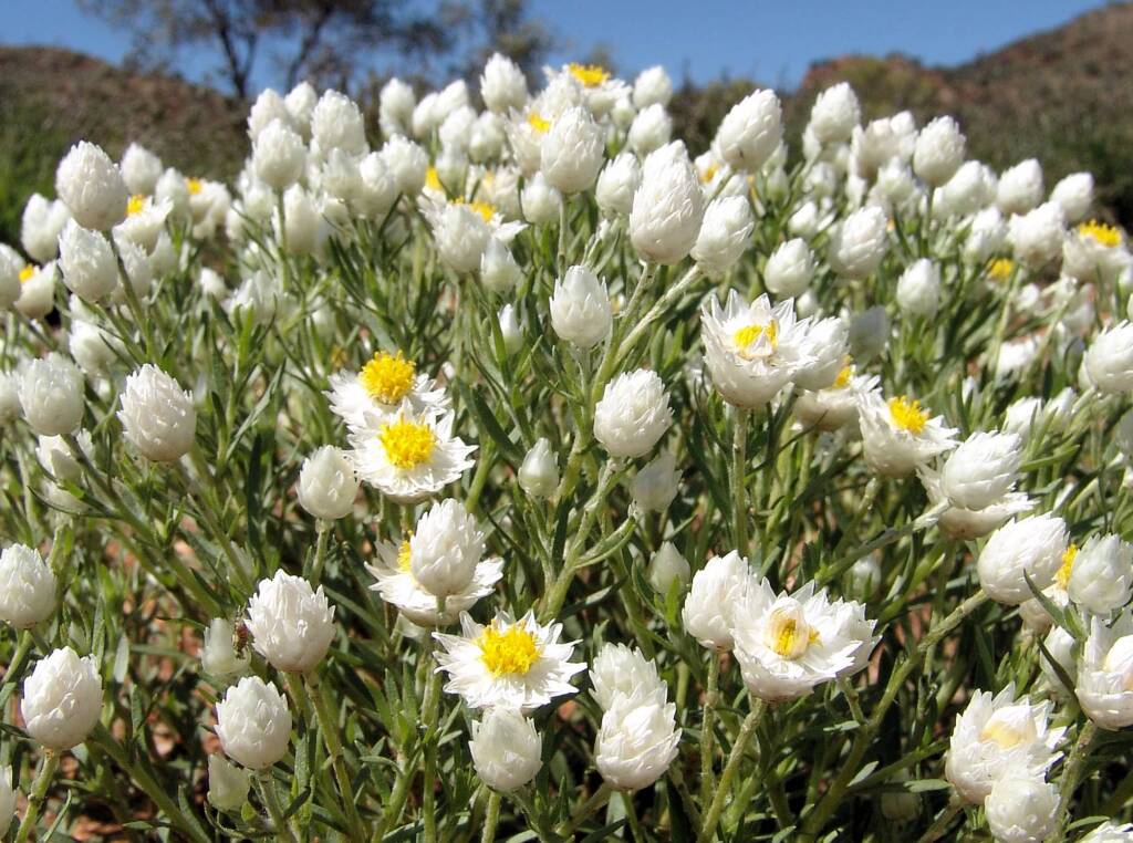 White Paper Daisy (Rhodanthe floribunda), Tanami Road (north of Alice Springs), NT
