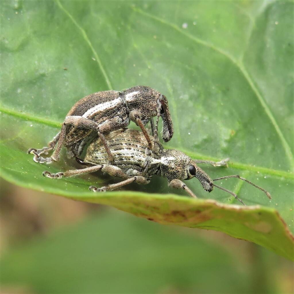 White-striped Weevil (Perperus lateralis), Bermagui NSW © Deb Taylor