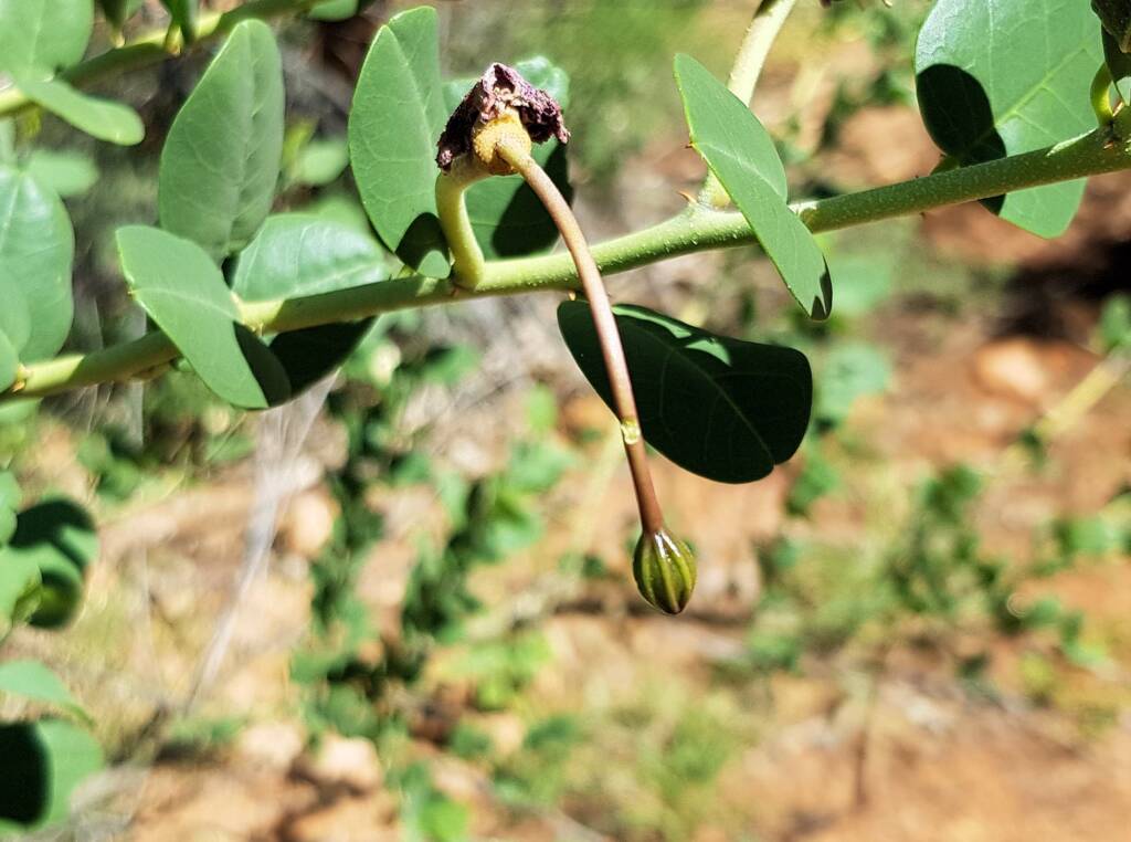 Wild Passionfruit (Capparis spinosa var. nummularia)