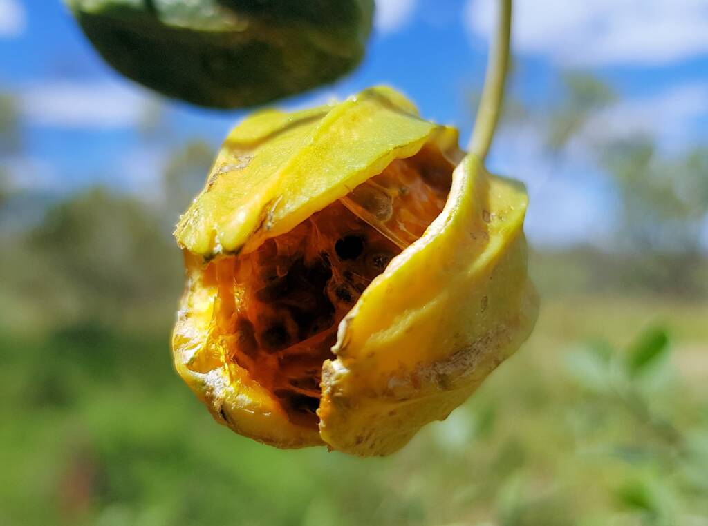 Bush Passionfruit (Capparis spinosa var. nummularia), Alice Springs Desert Park