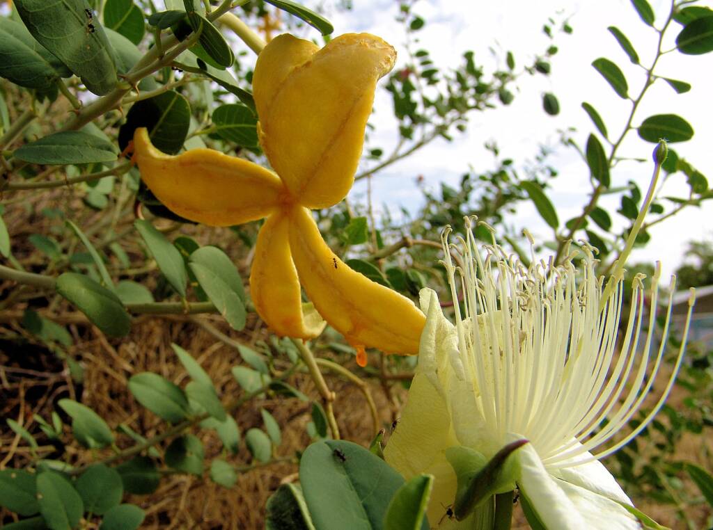 Wild Passionfruit (Capparis spinosa var. nummularia), Anzac Hill, Alice Springs