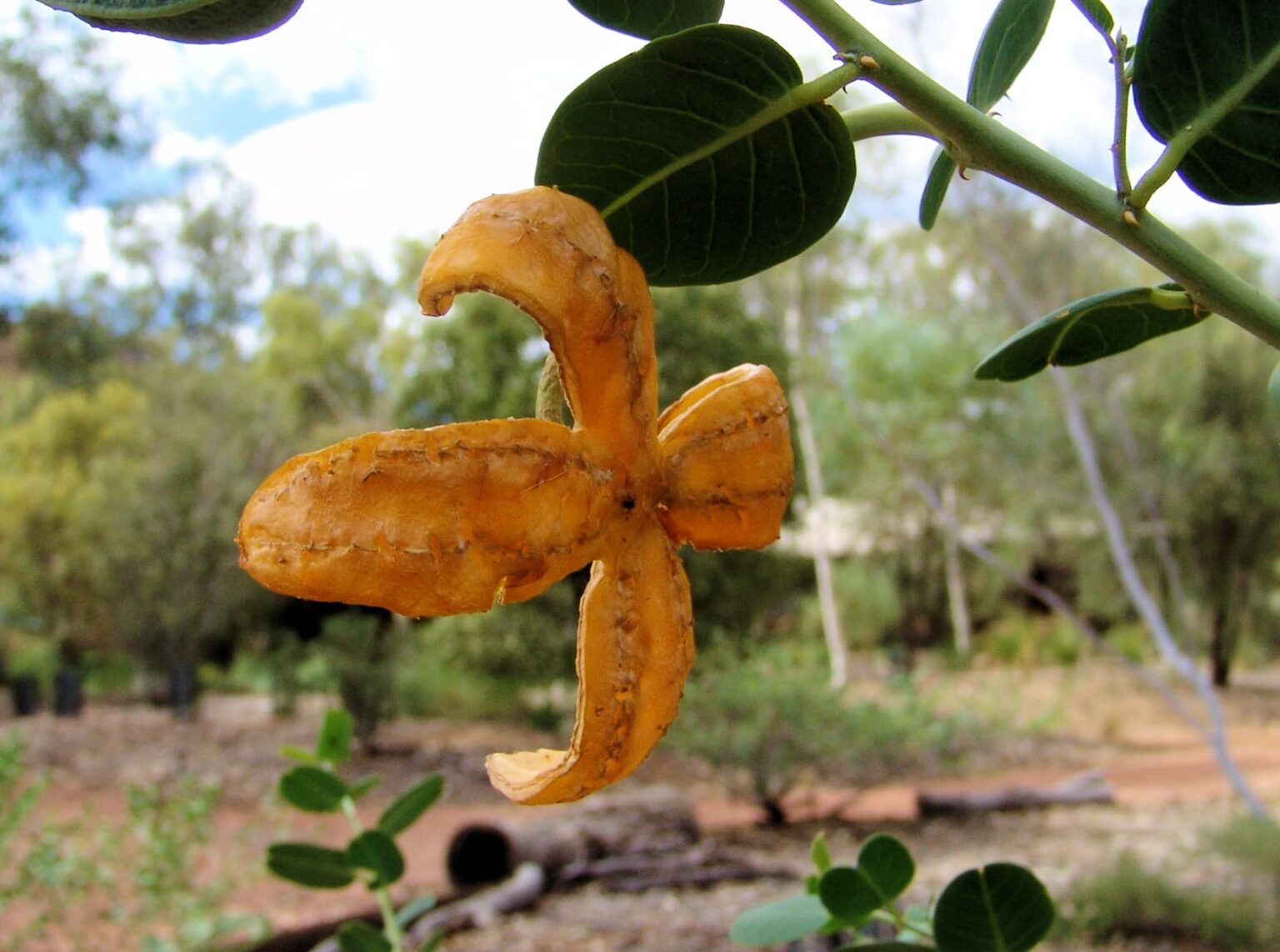 Caper Bush / Wild Passionfruit Ausemade