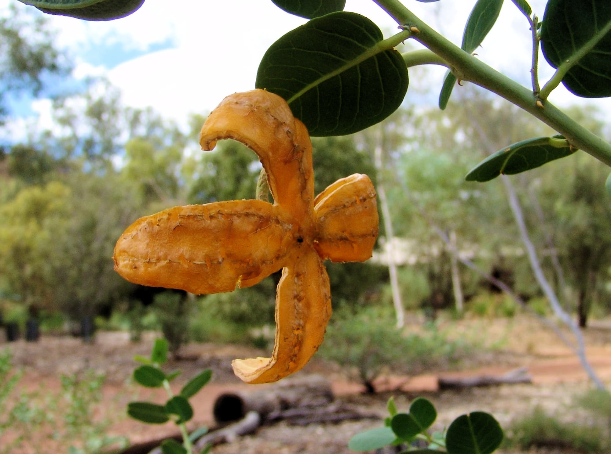 Caper Bush / Wild Passionfruit Ausemade