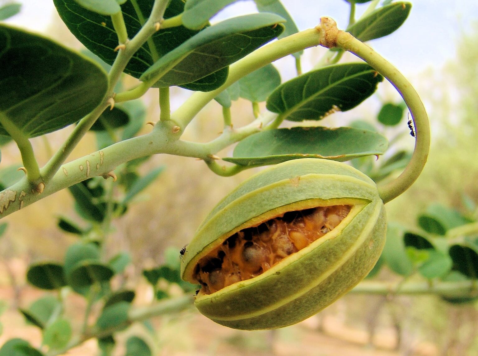 Caper Bush / Wild Passionfruit Ausemade