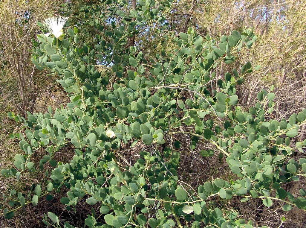 Wild Passionfruit (Capparis spinosa var. nummularia), Owen Springs Reserve, NT
