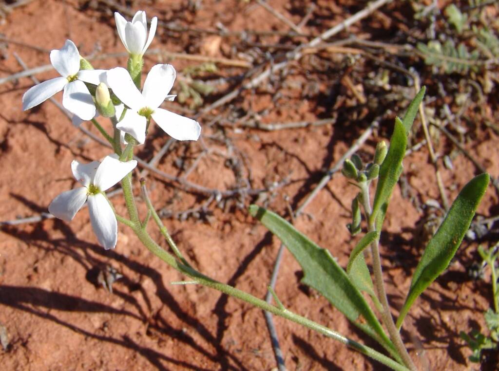 Wild Stock (Blennodia canescens), Stuart Highway (south of Alice Springs) NT