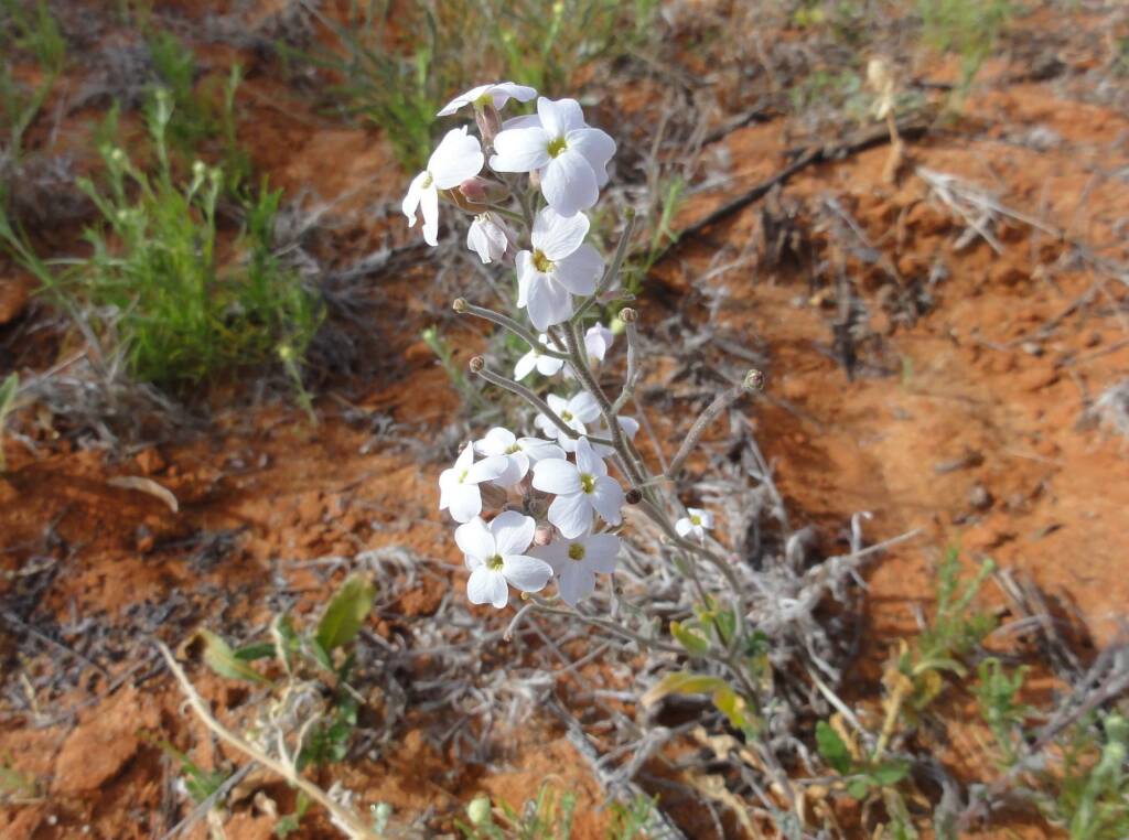 Wild Stock (Blennodia canescens), Binns Track, NT