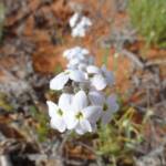 Wild Stock (Blennodia canescens), Binns Track, NT