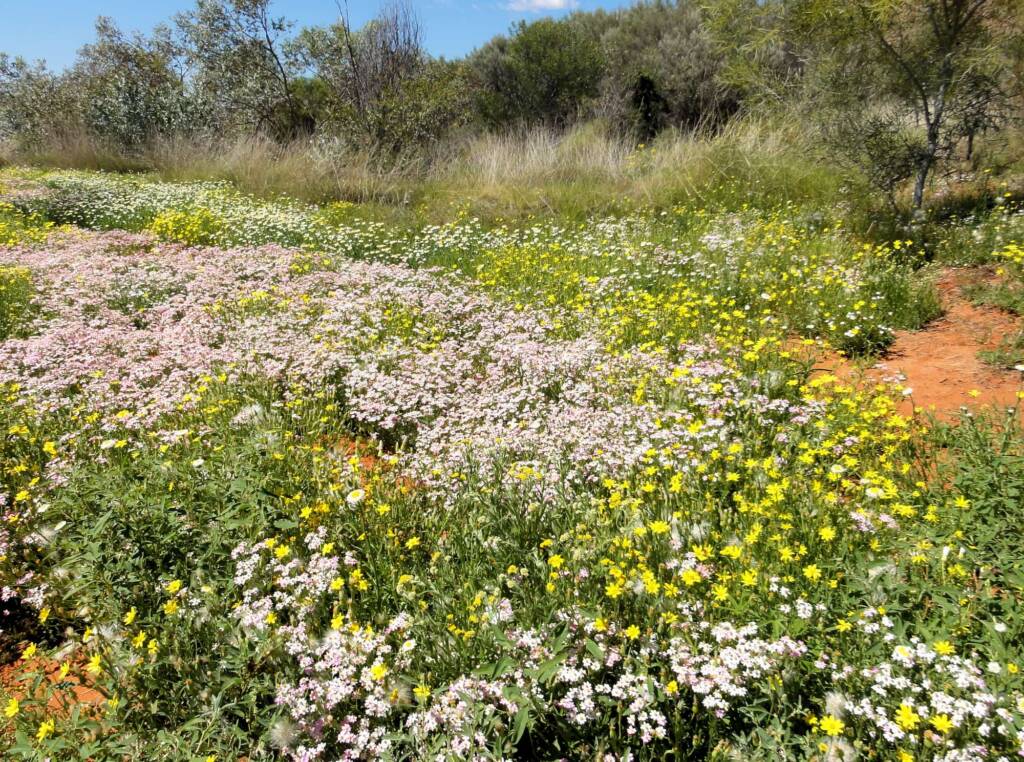 Wildflowers display at the Alice Springs Desert Park