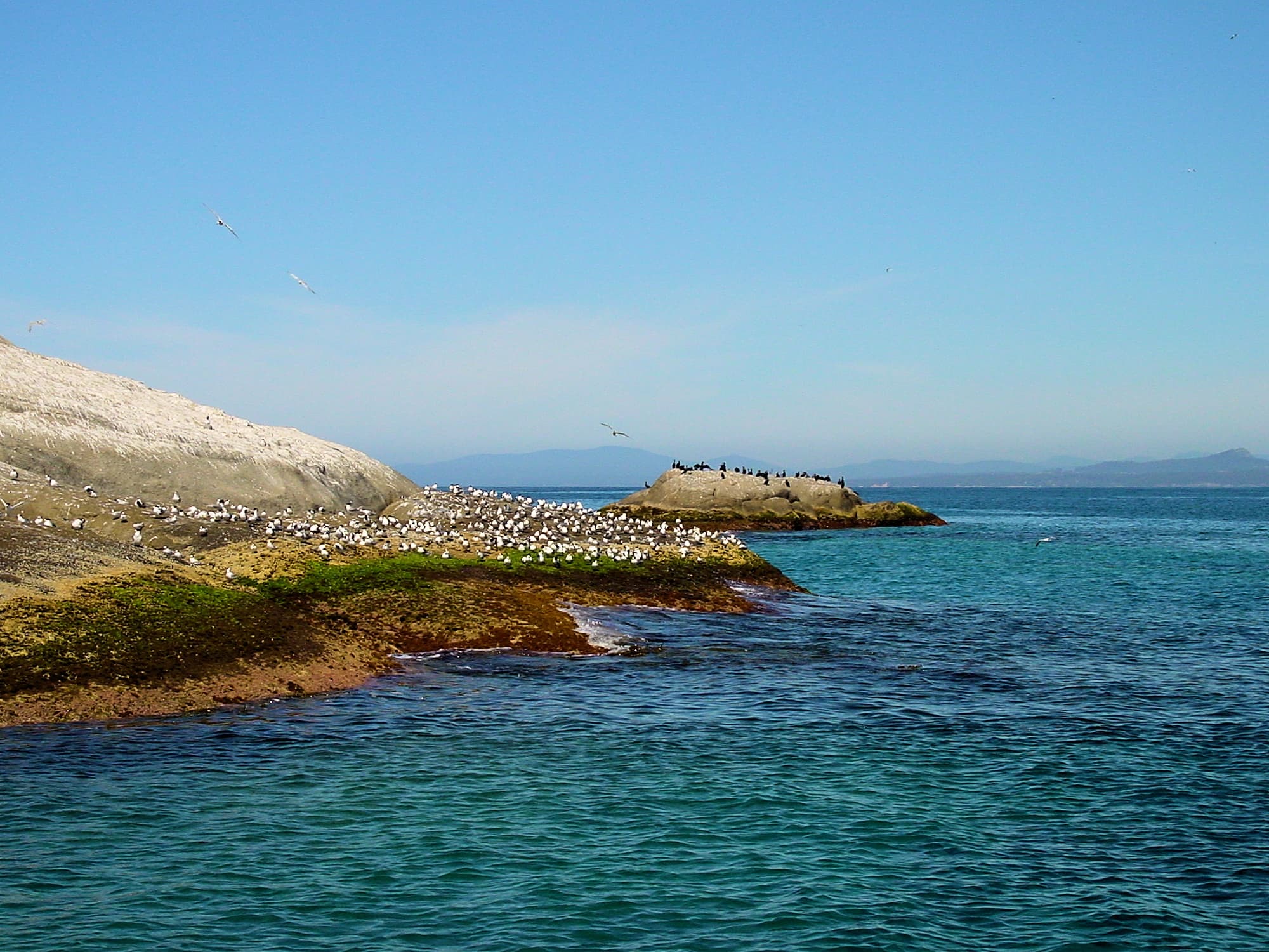 Wildlife, Barunguba Montague Island NSW