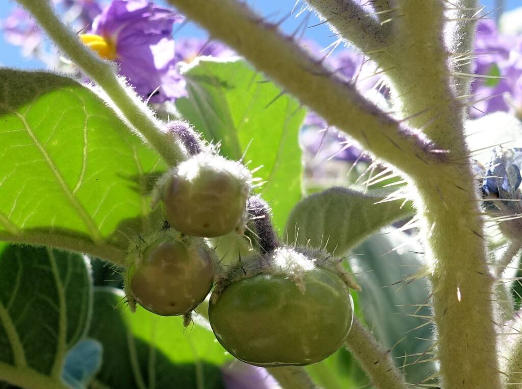 Wild Tomato (Solanum quadriloculatum)