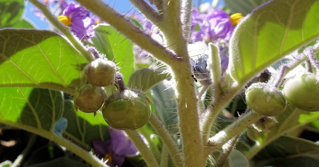 Wild Tomato (Solanum quadriloculatum)