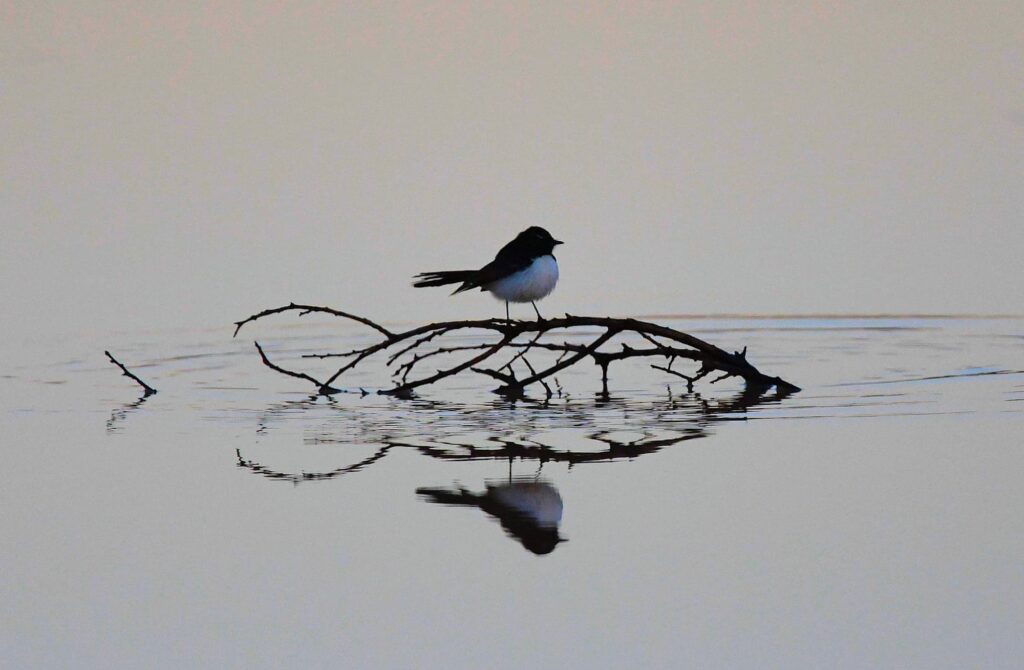Willy Wagtail (Rhipidura leucophrys), Kunoth Bore, NT
