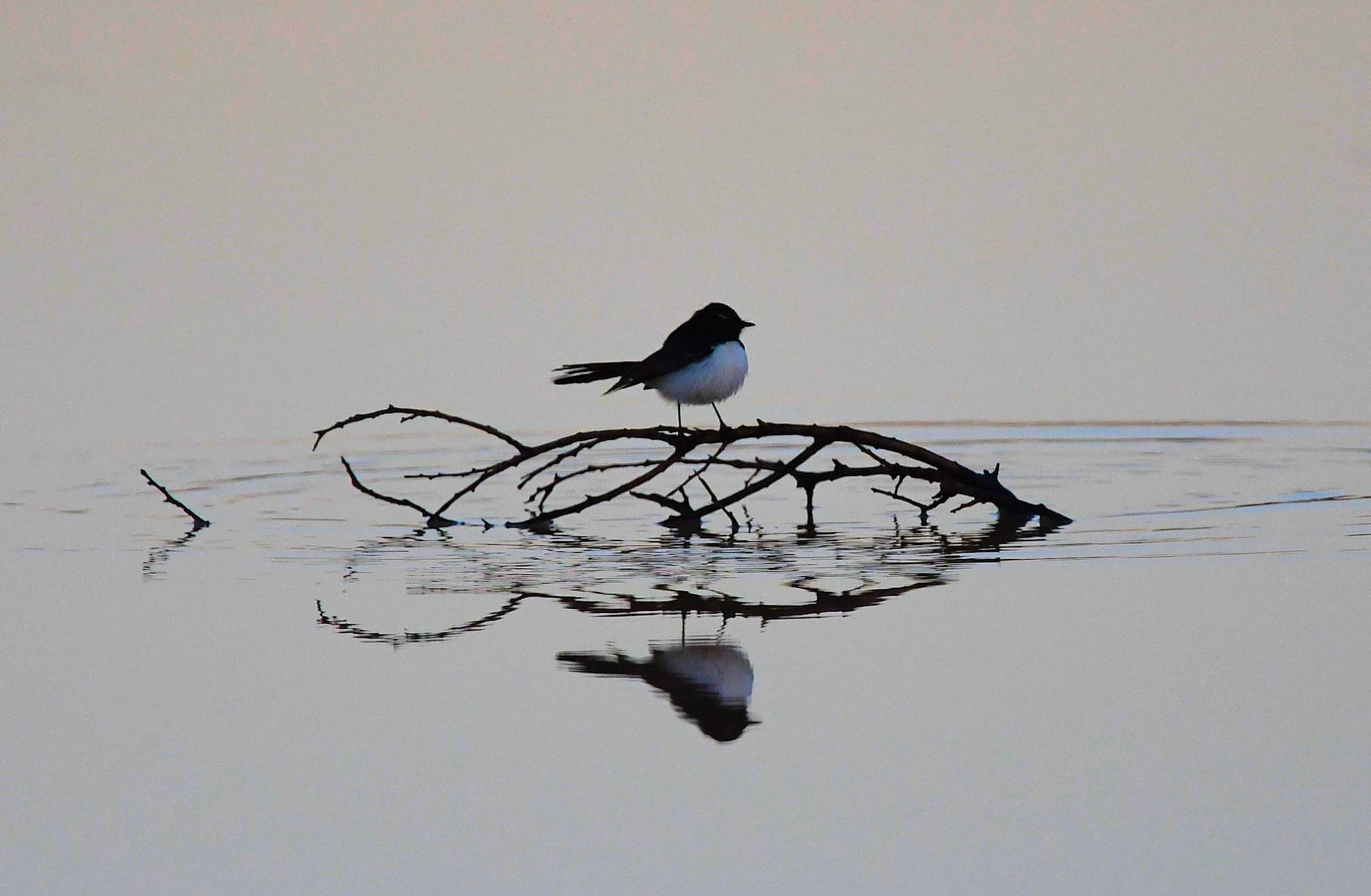 Willy Wagtail (Rhipidura leucophrys), Kunoth Bore, NT