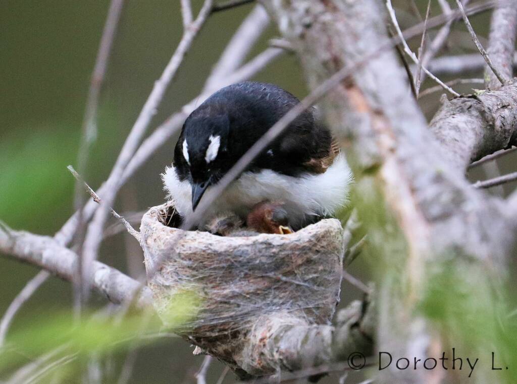 Willie Wagtail (Rhipidura leucophrys) with young