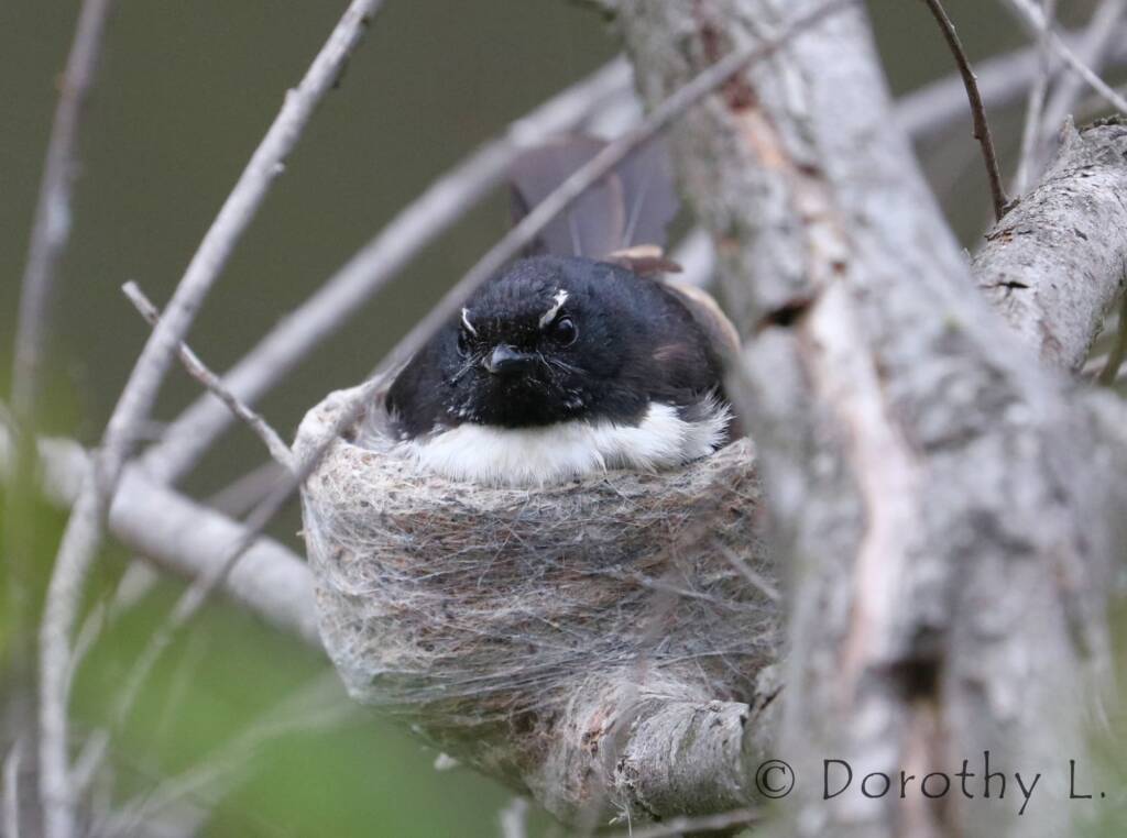 Willie Wagtail (Rhipidura leucophrys) in nest