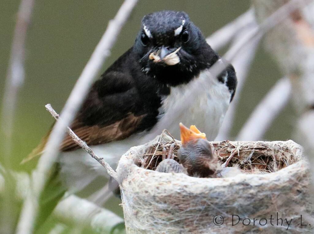 Willie Wagtail (Rhipidura leucophrys) with young